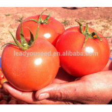 AT251 Aini große Größe Frucht bestimmten chinesischen Tomatensamen